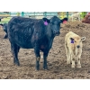 Image 2 : Blue Moon Cattle Co. - 30 1st Calf Black Angus X Pairs (Irricana, AB)