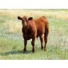 Image 6 : Henrickson Ranch & TC Farms  - 590# November Delivery Steer Calves - 95 Head (Patricia, AB)