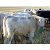 Image 6 : Copperfield Farming - 710# January Weaned Steers - 80 Head (Vauxhall, AB)