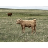 Image 15 : Saddleridge Farming - 640# November Delivery Steers - 100 Head (Rosemary, AB)