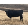 Image 2 : One Mile Ranch - 13 Black Angus Spring Calving Bred Heifers (Cowley, AB)