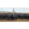 Image 4 : M.S. MacLean Livestock - 1020# March Delivery Steers - 80 Head (Coaldale, AB)