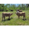 Image 6 : Joe & Elaine Ward - 750# October Delivery Steer Calves - 24 Head (Kamloops, BC)