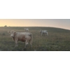 Image 8 : Wyatt & Meg Isaacson - 950# Sept/Oct Delivery Grass Steers - 61 Head (Killdeer, SK)