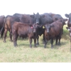 Image 14 : Pleasant Vista Farms - 675# October Delivery Steer Calves - 90 Head (Peebles, SK)
