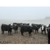 Image 9 : Shark Farms - 750# March Delivery Steers - 170 Head (Nanton, AB)