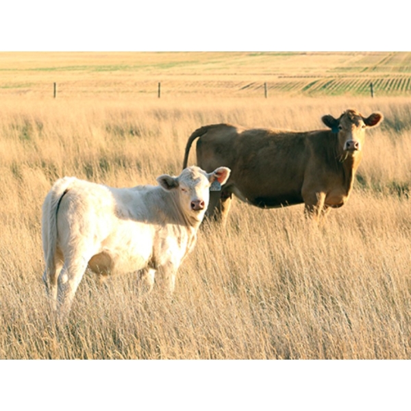 LV Farms - 525# November Delivery Steer Calves - 80 Head (Midale, SK)