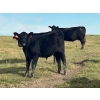 Image 7 : Hiebert Ranches - 580# October Steer Calves - 90 Head (Gem, AB)