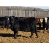 Image 4 : Ron Billings - 750# March Delivery Heifers - 70 Head (Sundre, AB)