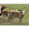 Image 3 : Dick Lawrence - 660# November Delivery Steer Calves - 95 Head (Pine Lake, AB)