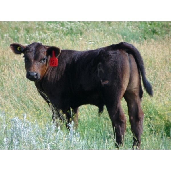 Ray Torkelson - 580# November Delivery Steer Calves - 100 Head (Millicent, AB)