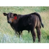 Ray Torkelson - 580# November Delivery Steer Calves - 100 Head (Millicent, AB)