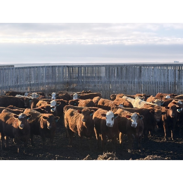 X Bar X Cattle Co. Ltd. - 948# April Delivery Steers - 65 Head (Lomond, AB)