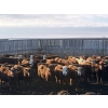 Image 1 : X Bar X Cattle Co. Ltd. - 948# April Delivery Steers - 65 Head (Lomond, AB)