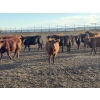 Image 3 : Valleyview Ranch - 820# Sept/Oct Delivery Steers - 75 Head (Valleyview, AB)