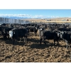Image 6 : DK Livestock - 820# February Delivery Heifers - 242 Head (High River, AB)