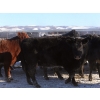 Image 6 : Right Cross Ranch - 1175# Open Cows - 23 Head (Kisbey, SK)