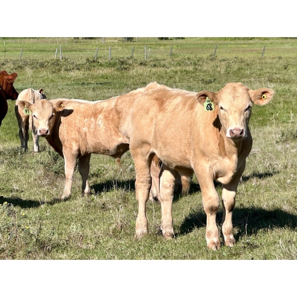 Elaine Pollock - 660# October Delivery Steer Calves - 20 Head (Millarville, AB)