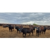 Image 2 : Driland Feeders - 1000# May Delivery Steers - 76 Head (Burdett, AB)