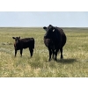 Image 11 : Brad & Sandy Lockhart - 460# October Delivery Heifer Calves - 110 Head (Big Stone, AB)