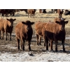 Image 3 : Hopper Farms/Jace Poffenroth - 900# March Delivery Steers - 68 Head (Eckville, AB)