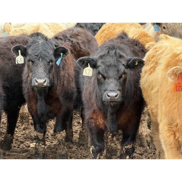JG Larson Livestock (V-V) - 725# April Delivery Steers - 62 Head (Jenner, AB) VBP+