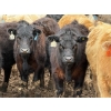 Image 1 : JG Larson Livestock (V-V) - 725# April Delivery Steers - 62 Head (Jenner, AB) VBP+