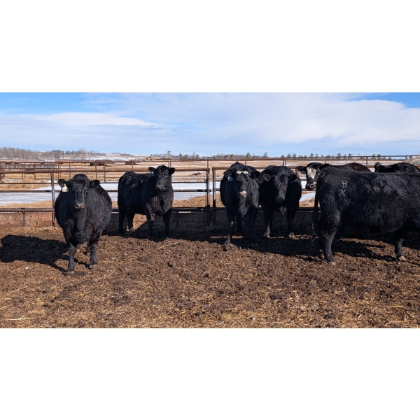Fahey Cattle Co. - 13 Black Simm X Bred Heifers (Big Valley, AB) 