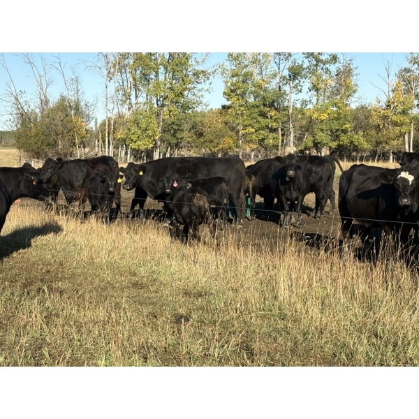 Valleyview Ranch - 750# March Delivery Weaned Steers - 82 Head (Valleyview, AB)
