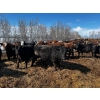 Image 6 : Chris Bartel - 1025# May Delivery Steers - 60 Head (Fort Vermilion, AB)