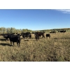 Image 2 : Valleyview Ranch - 750# March Delivery Weaned Steers - 82 Head (Valleyview, AB)