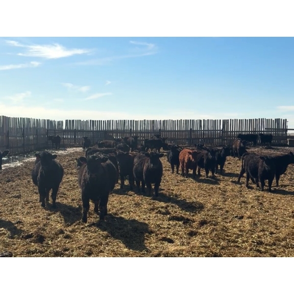 Josh Herauf - 650# April Delivery Heifers - 69 Head (Davin, SK)