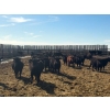 Image 1 : Josh Herauf - 650# April Delivery Heifers - 69 Head (Davin, SK)