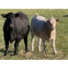 Image 2 : GW Murray Ranches - 630# November Delivery Heifer Calves - 90 Head (Rolling Hills, AB)