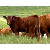 Image 3 : Border View Ranch - 620# October Delivery Steer Calves - 86 Head (Coronach, SK)
