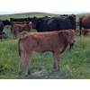 Image 4 : Bar 30 Land & Cattle - 560# October Delivery Steer Calves - 50 Head (Sibbald, AB)