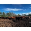 Image 7 : Chris Bartel - 1075# July Delivery Steers - 55 Head (Fort Vermilion, AB)