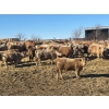 Image 3 : Elkwater Farming Co. - 950# March Delivery Steers - 135 Head (Irvine, AB)