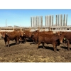 Image 3 : Van Hall Cattle Company Ltd. - 990# April Delivery Steers - 57 Head (Scandia, AB)