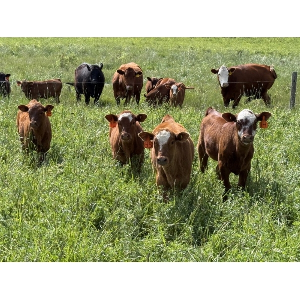 K-B Farms - 750# February Delivery Weaned Steers - 80 Head (Sundre, AB)