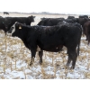 Image 8 : Little Rainbow Ranch - 22 Black & BBF Simm X Angus 3rd Calf Spring Calvers (Moosomin, SK)