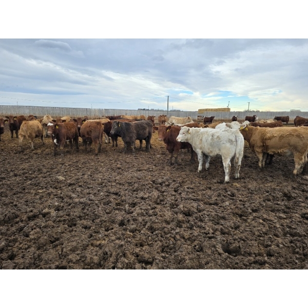 Ripple Rock Ranch - 845# January Delivery Weaned Heifers - 155 Head (Fincastle, AB)