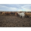 Image 1 : Ripple Rock Ranch - 845# January Delivery Weaned Heifers - 155 Head (Fincastle, AB)