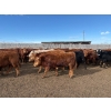 Image 6 : Quarter Circle X Ranch - 745# March Delivery Steers - 153 Head (Madden, AB)