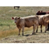 Image 9 : Logan Ranching - 625# November Delivery Heifer Calves - 85 Head (Oyen, AB)