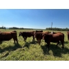 Image 4 : Tony Groenewoud - 1100# September Delivery Grass Steers - 168 Head (Turtleford, SK)