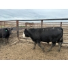 Image 6 : Birch Island Land & Cattle - 1050# June/July Delivery Steers - 114 Head (Rhein, SK)