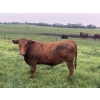 Image 3 : Broken Link Ranches - 1100# September Delivery  Grass Steers - 216 Head (Ponoka, AB)