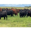Image 2 : Triangle D Land & Cattle Co. - 825# September Delivery Grass Steers - 95 Head (Hanley, SK)