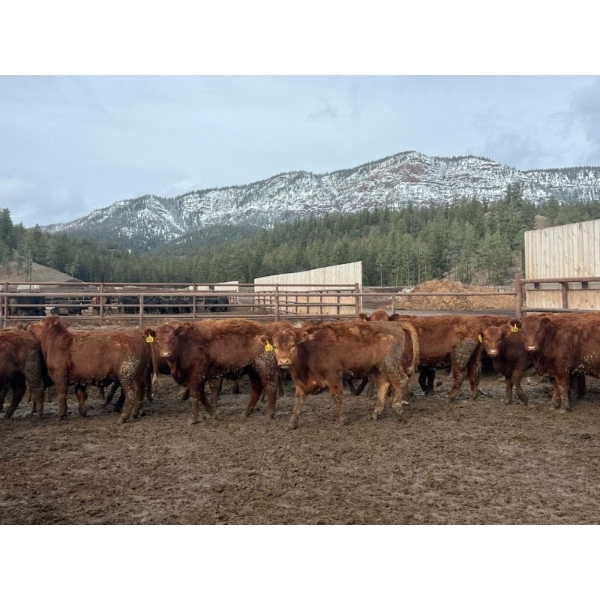 Westwold View Farms - 720# March Delivery Heifers - 86 Head (Westwold, BC)